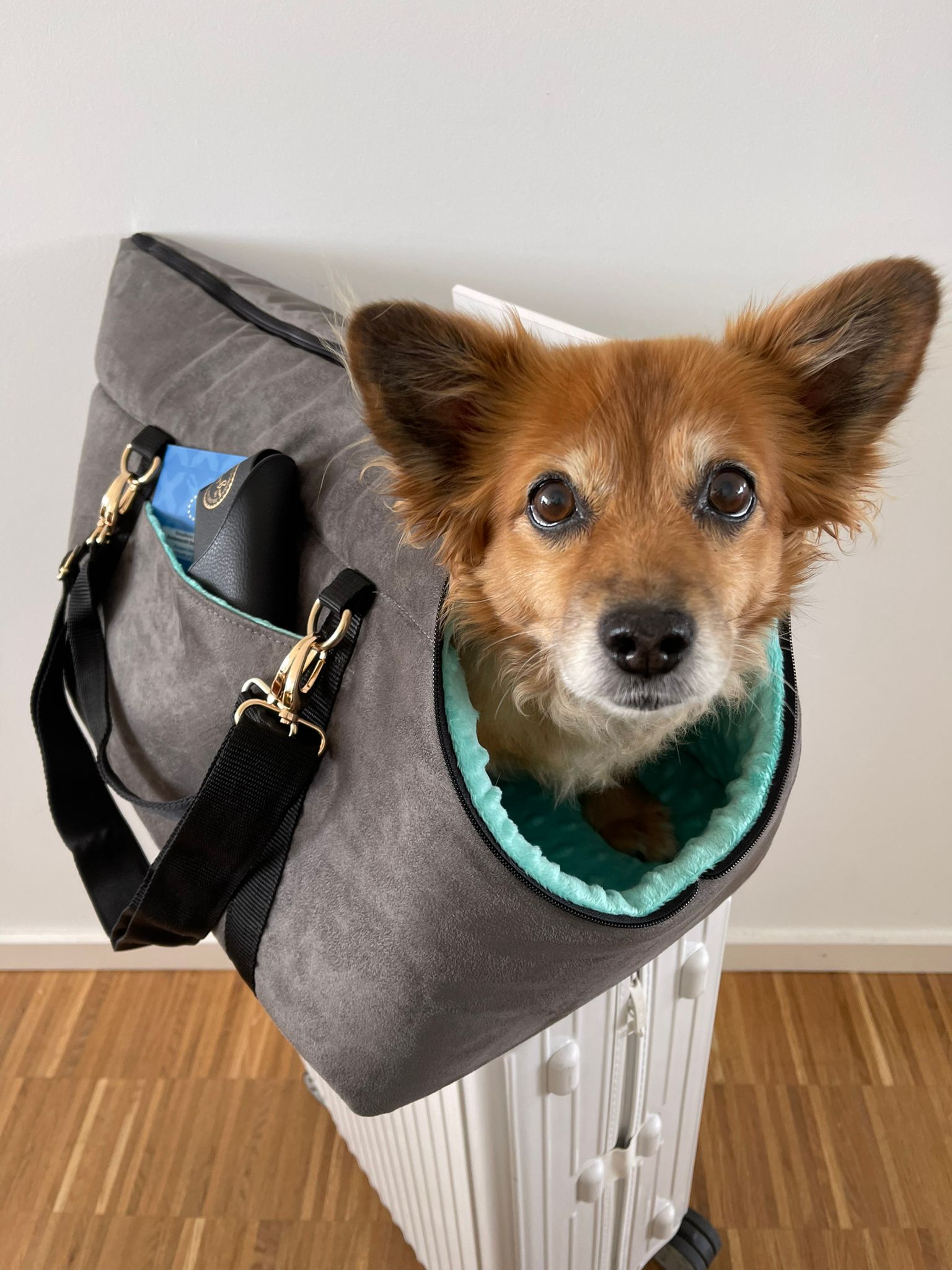 The Original Pawpiter - Minty